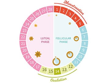 Menstrual cycle illustration