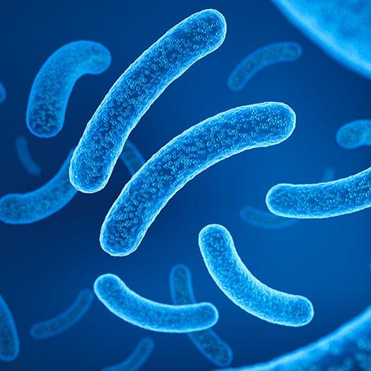 Lactobacillus probiotic bacteria